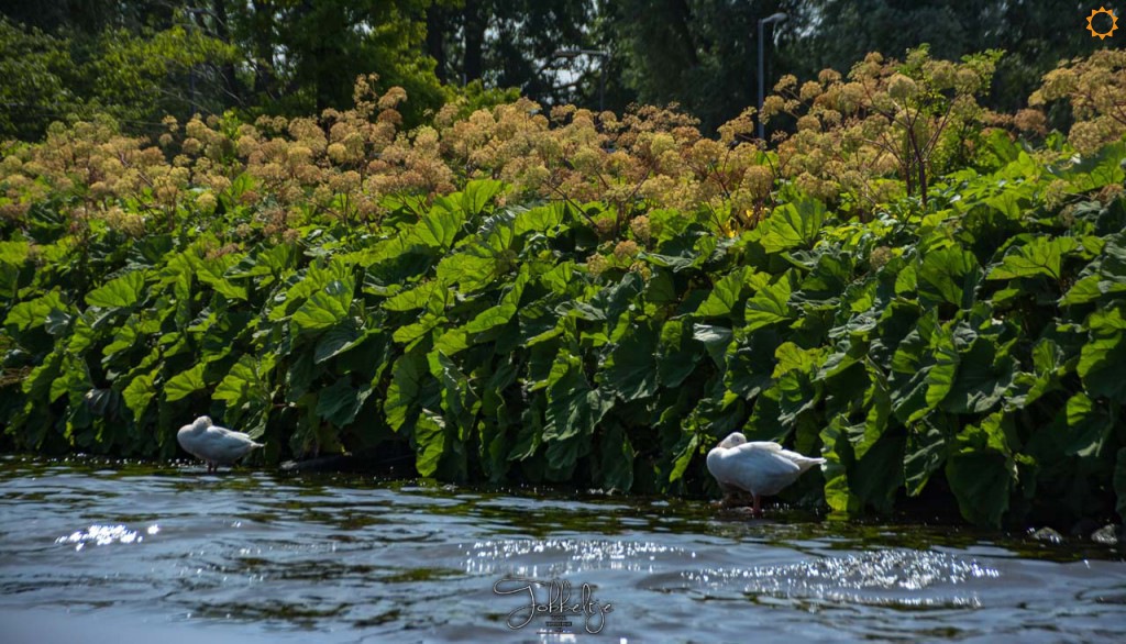 STA-Sloepen-30-Juni-2019-2423
